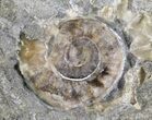 Promicroceras Ammonite - Dorset, England #30727-2